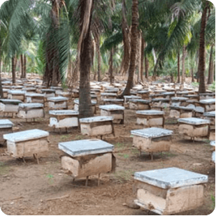 Ethical Beekeeping