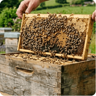 Raw Harvesting